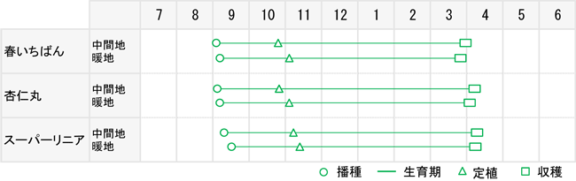 松永育成 超極早生玉葱 スーパーリニア