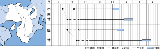 画像: タキイ交配 恋岬SP