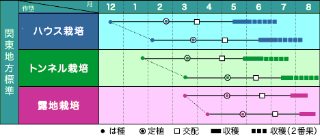 画像: ヴィルモランみかど ゴールドマダーボール