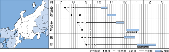 画像: タキイ交配 きらぼし85